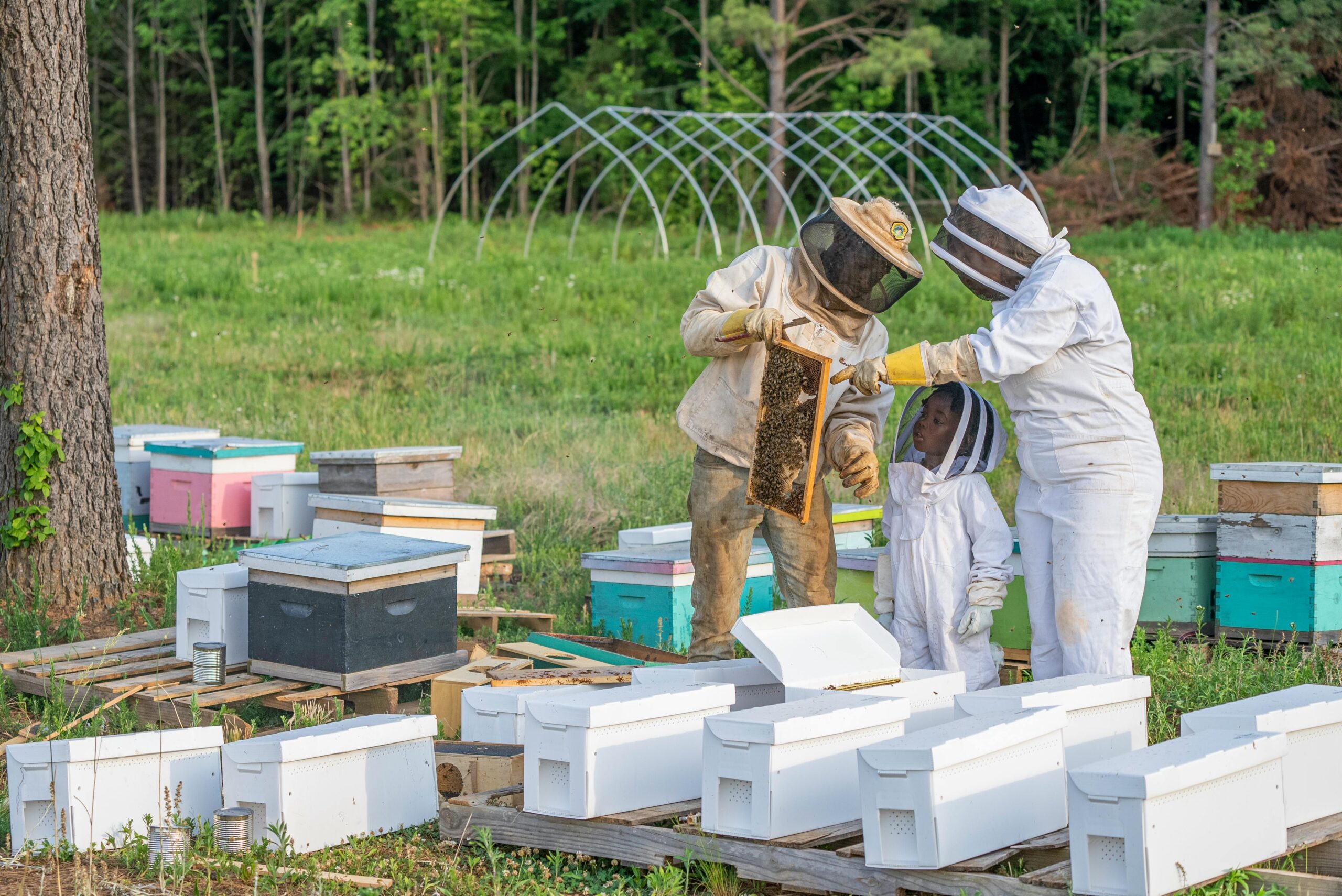 Bees on a natural hive